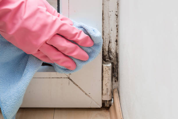 Best Best Mold Removal Companies  in Washburn, WI