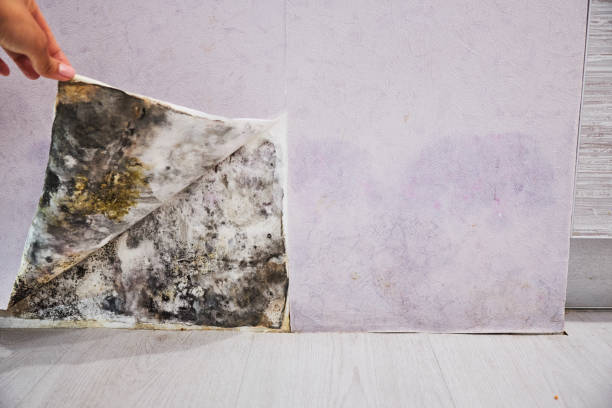 Mold Removal and Inspection in Washburn, WI